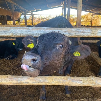 犬幸膳　ドッグフード　一食分　A5ランク黒毛和牛使用　今季限定200食　2026年掲載開始