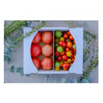 【樹上完熟　とにかく採れたて!】直送|ごうやぎファームの大玉トマト&ミニトマト贅沢セット計約2kg