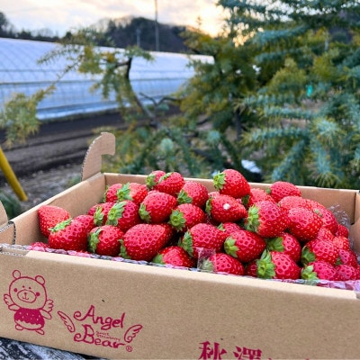 【栃木県 鹿沼市 とちおとめ使用】濃いちごロールケーキ 6個入り