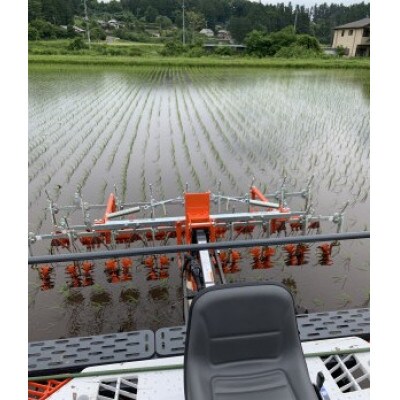 【令和7年産】もち米(きぬはなもち)精米1kg　◆有機JAS認証