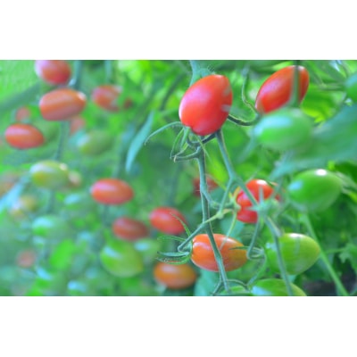 ZEPPIN PRM(プレミアム)1kg　A-183a