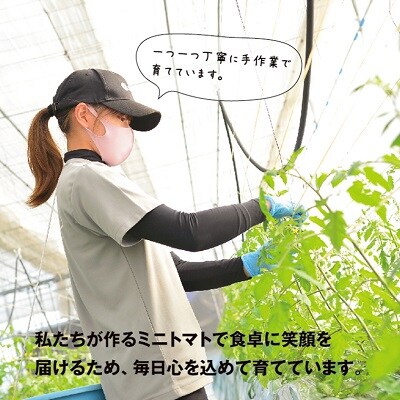  ZEPPIN EX(エクセレント) 50粒 化粧箱入り　C-36a