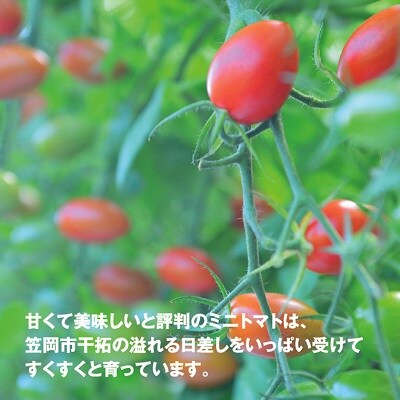 ZEPPIN EX(エクセレント)1kg C-39a