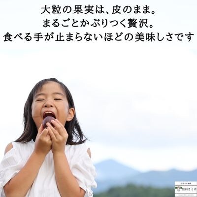 【先行受付・2025年発送】りんごやSUDA　旬のりんご・生プルーン・ジュース定期便〔RS-12〕