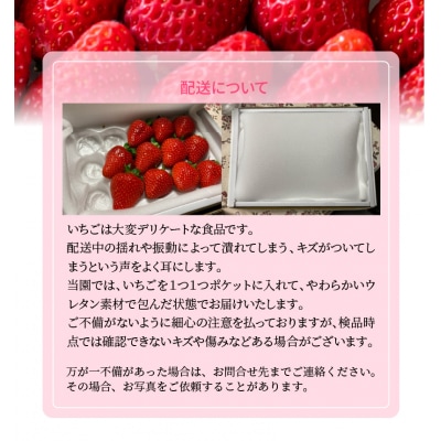 【いちご定期便】(1月2月3月お届け)丹精込めた完熟いちご!!約450g×3回　H130-013