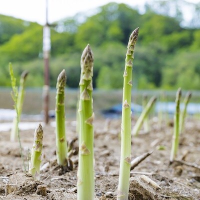 【事前受付】北海道本別町産　「季節限定!朝採りアスパラ　2.1kg」