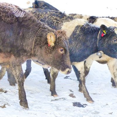 6カ月 定期便 ミルキークラウン バニラアイスクリーム10個