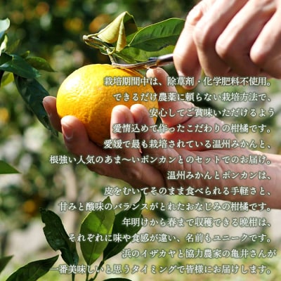 【先行受付】<旬をお届け!季節の柑橘 2回定期便(温州みかん約3kg・ポンカン約3kg)>ミカン ぽ
