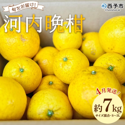 【先行受付】「4月発送」旬をお届け!河内晩柑 約7kg　みかん ミカン 蜜柑 果物 柑橘類 果実 