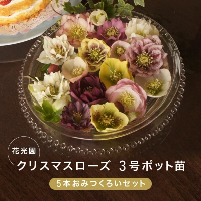 クリスマスローズ 3号ポット苗 5本おみつくろいセット〈花光園〉