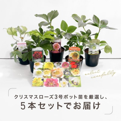 クリスマスローズ3号ポット苗5本おみつくろいセット