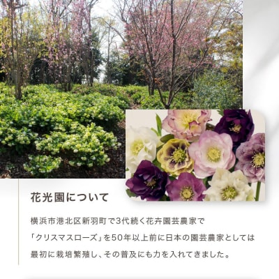 花光園 クリスマスローズ 3号ポット苗5本おみつくろいセット