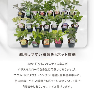 クリスマスローズ 3号ポット苗 5本おみつくろいセット〈花光園〉