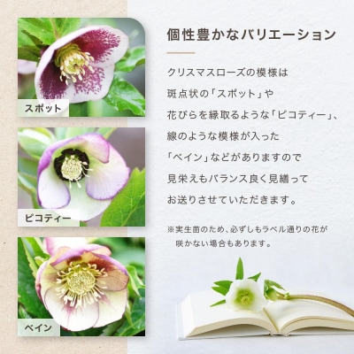クリスマスローズ3号ポット苗5本おみつくろいセット