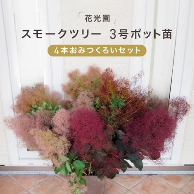 スモークツリー3号ポット苗4本おみつくろいセット