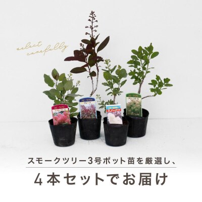 スモークツリー3号ポット苗4本おみつくろいセット