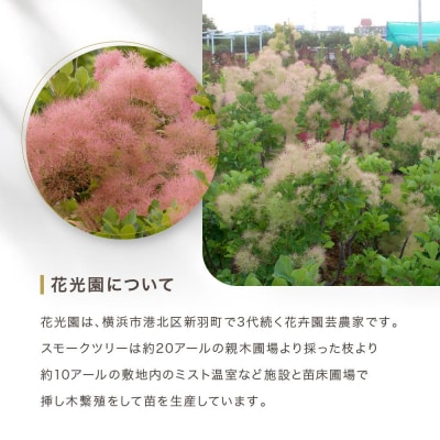 スモークツリー3号ポット苗 4本おみつくろいセット〈花光園〉