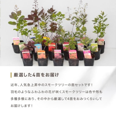 スモークツリー3号ポット苗 4本おみつくろいセット〈花光園〉