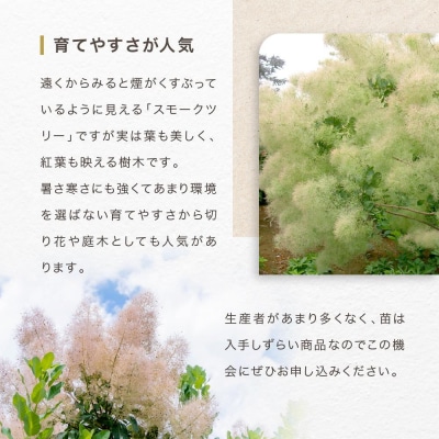 スモークツリー3号ポット苗 4本 おみつくろいセット〈花光園〉