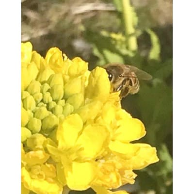 大倉山ハチミツ・季節の花蜜2本セット
