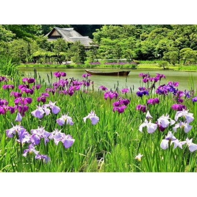 国指定名勝三溪園　招待券(2枚)