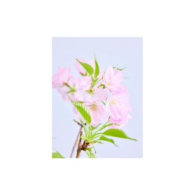 【鉢付き】サクラ テーブル Mサイズ【鉢:テラコッタ】