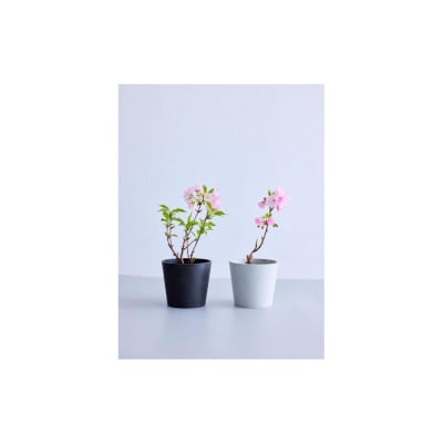 【鉢付き】サクラ テーブル Mサイズ【鉢:テラコッタ】