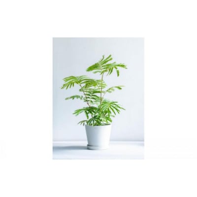エバーフレッシュ Sサイズ 鉢付き観葉植物 ホワイトグレー