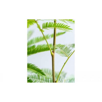 エバーフレッシュ Sサイズ 鉢付き観葉植物 ホワイトグレー