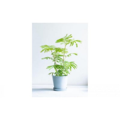 エバーフレッシュ Sサイズ 鉢付き観葉植物 ブルーグレー