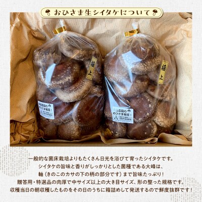 永島農園 おひさま生シイタケ500g入り袋×2袋セット【10月下旬から発送】