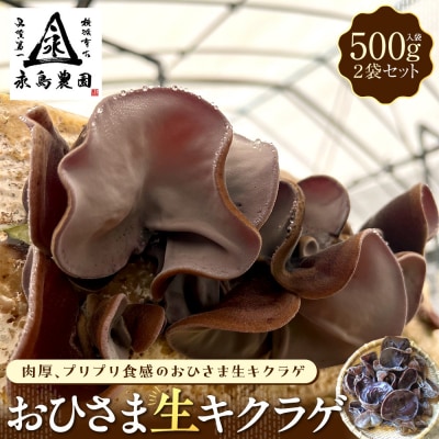永島農園 おひさま生キクラゲ500g入り袋×2袋セット