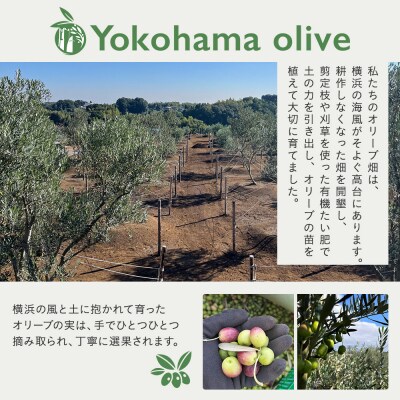 横浜オリーブ　No.5ビエントフレスコ　エクストラバージンオリーブオイル120ml