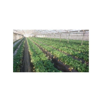 ＜横浜産＞いちご　贈答用おまかせパック(約450g×2)