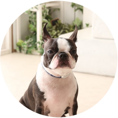 【Size27cm】ザオラル・リカバリーαバンド NV/SI