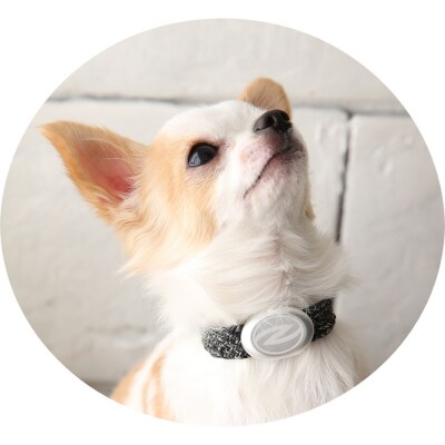 【Size25cm】ザオラル・リカバリーαバンド BK/SI