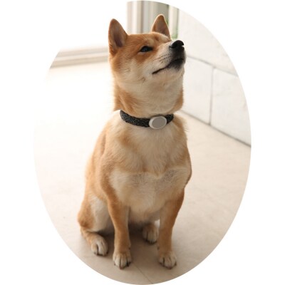 【Size29cm】ザオラル・リカバリーαバンド BK/SI