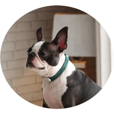 【Size29cm】ザオラル・リカバリーαバンド GR/SI