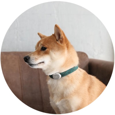 【Sizeオーダーあり】ザオラル・リカバリーαバンド GR/SI