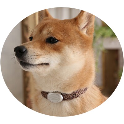 【Sizeオーダーあり】ザオラル・リカバリーαバンド BR/SI