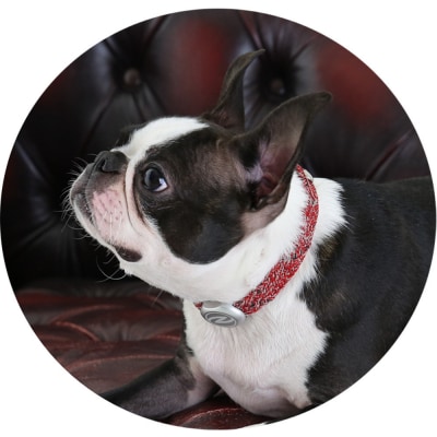 【Size25cm】ザオラル・リカバリーαバンド RD/SI