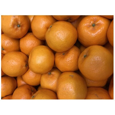 坂出市産　ぽんかん　約5kg