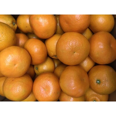 坂出市産　伊予柑　約10kg