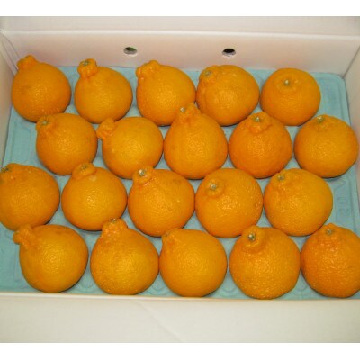 坂出市産　不知火(しらぬひ)　約5kg