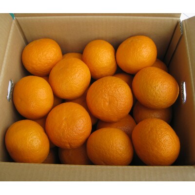 甘夏柑 約10kg