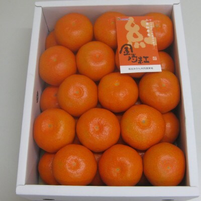 金時紅みかん 約2.5kg化粧箱入り