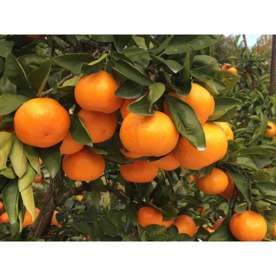 坂出市王越町の温州みかん 約10kg(約5kg×2箱)