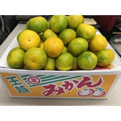 坂出市王越町の極早生みかん 約10kg(約5kg×2箱)