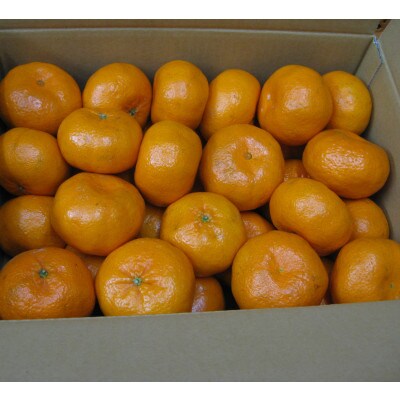 新品種みかん「西南のひかり」約5kg