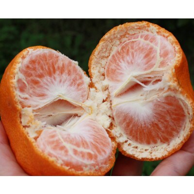 新品種みかん「西南のひかり」約5kg